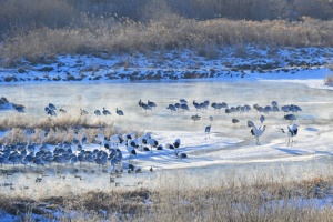강원특별자치도, 2월 지질·생태명소, 철원 'DMZ두루미평화타운·철새도래지' 선정