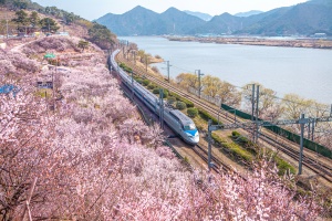 경남도, 어디서 찍어도 인생 사진! 경남 봄꽃 명소 18곳