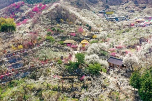 광양매화축제, 매화 향기 속 전통과 현대의 만남