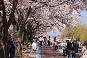 양양 남대천 핑크빛 벚꽃 물결…‘양양 남대천 벚꽃축제’ 개최 