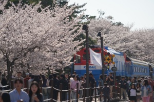 창원시, '봄의 시작' 최대 벚꽃 축제, '진해군항제' 개막