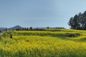 완도군, 4월 추천 관광지 ‘청산도’ 선정