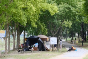 명품 휴양지 영동 송호관광지, 봄과 함께 4월 3일 야영장 개장