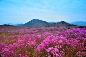 달성군, 서른 돌 맞은 ‘참꽃문화제’ 17일 개막!