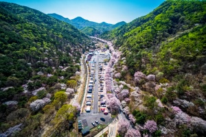 친환경 축제, 금산 보곡산골 산벚꽃 축제, 11일 개최
