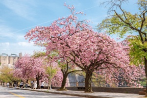 봄의 절정, 충주호에서 만나다… 벚꽃축제 17일~ 19일 개최