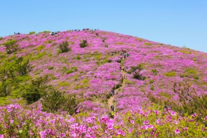 보성군, 5월 2일 ~ 4일 일림산 철쭉문화행사 개최