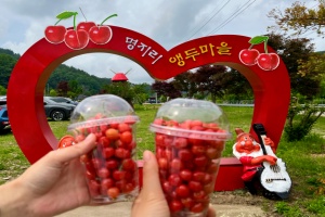 양양군, “초록 잎 사이 빨간 보석” 앵두사랑 축제 22일 개막 