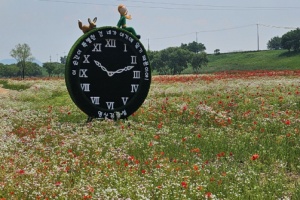 나주시, 영산강 물든 붉은 꽃물결…나주 꽃양귀비 절정 예고