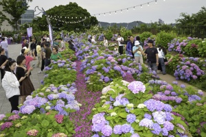 울산 남구, 장생포 수국 페스티벌, 개막 전부터 흥행 시동