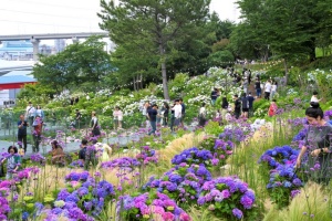 울산 남구, 90만 송이 수국 물결 '장생포 수국 페스티벌’ 19일 개막