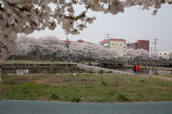 해미읍성 앞 해미천은 숨겨진 벚꽃명소!