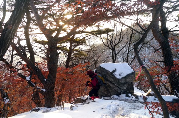 철마산 눈밭에서 만난 겨울단풍  