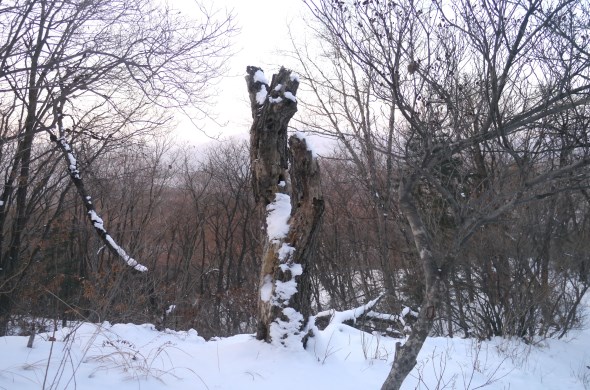 노화로 말라죽은 고사목