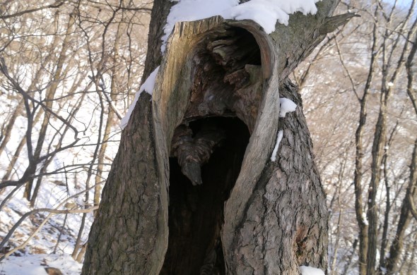 철마산 중턱 기묘하게 속이 파여진 나무