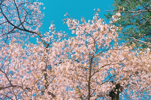 푸른 하늘을 배경으로 핀 벚꽃