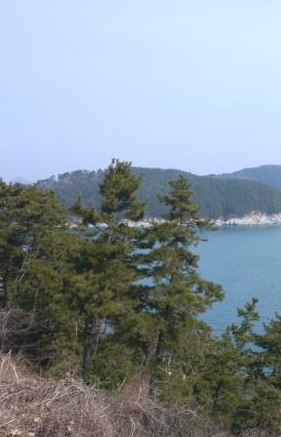 바다를 품은 동백 로드, 거제 장승포해안도로