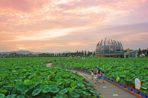 동양 최대의 백련 서식지, 회산 백련지,국내여행,음식정보