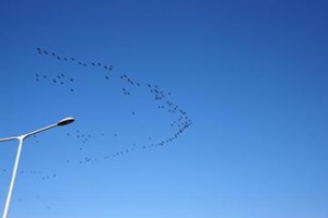 밤섬과 한강지류 - 서울에서 만나는 한강 철새,국내여행,음식정보