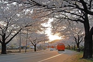 벚꽃 왕관 썼네, 속초 꽃길 드라이브,국내여행,음식정보