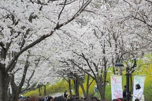 봄날, 벚꽃 그리고 석촌호수,서울특별시 송파구