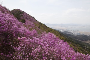 낮은 산봉우리도 봄에는 제일이라, 여수 영취산 진달래,전라남도 여수시