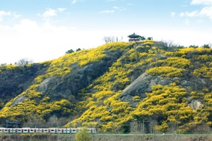 샛노란 얼굴이 활짝, 응봉산 개나리,서울특별시 성동구