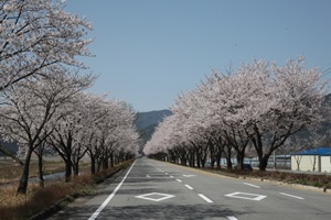 달려는 봤니? 합천 백리벚꽃길