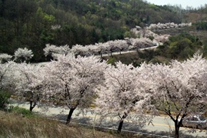 봄이 그린 그림, 벚꽃 흩날리는 ‘청풍호’에서,충청북도 제천시