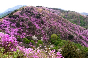 다섯 연꽃이 피었던 산에 진달래가 만개하니, 고려산