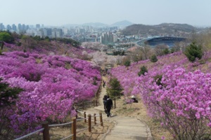 진분홍빛 봄옷 입은 동네, 춘의(春衣)동의 진달래,경기도 부천시