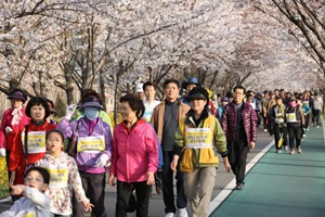 말 그대로 금천 ‘벚꽃로’,서울특별시 금천구