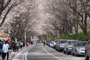 봄이 흐르는 ‘섬진강변벚꽃축제’,전라남도 구례군