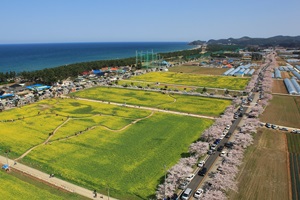 벚꽃에 안길까, 유채꽃에 빠질까 삼척 맹방마을,강원도 삼척시