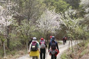 금산으로 떠나는 소소한 봄꽃 여행 ‘비단고을 산꽃축제’