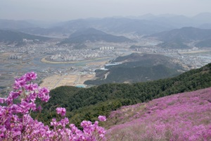 햇살이 머문 듯, 진달래로 반짝반짝 빛나는 봄의 종남산