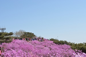 거문고 타던 산이 봄빛으로 타네, 가현산의 진달래,경기도 김포시