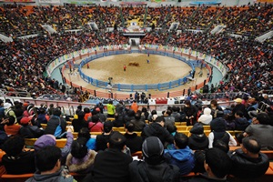 우직한 소들의 한판 승부 ‘청도 소싸움 축제’,국내여행,음식정보