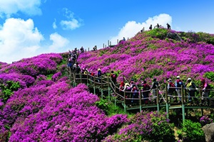 지리산에 다시 봄이 왔네, 바래봉 철쭉제,전라북도 남원시