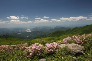 고운 철쭉능선, 단양 소백산 철쭉제,충청북도 단양군