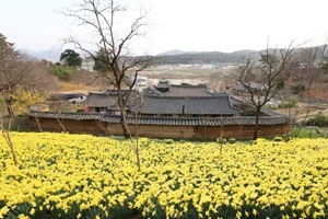 꽃보다 서산? 꽃보러 서산!