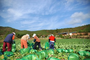 찬바람 솔솔 불 때 최고의 인기! 땅끝에서 자란 해남 배추