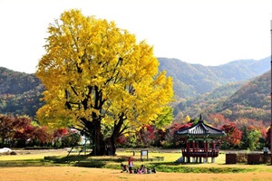 마을을 지키는 수호신, 요광리 은행나무,충청남도 금산군