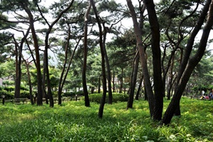 솔향기 가득한 마을 숲 ‘솔밭근린공원’
