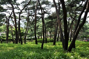 솔향기 가득한 마을 숲 ‘솔밭근린공원’,국내여행,음식정보