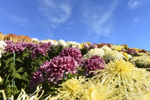 가을의 향기에 취하다, 마산가고파국화축제,국내여행,음식정보