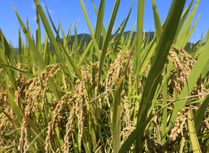 영종, 용유 친환경 쌀,지역특산물,국내여행