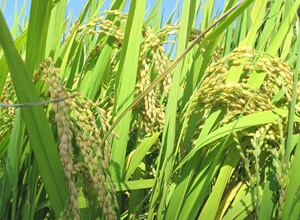 옥토진미 쌀,지역특산물,국내여행