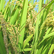 옥토진미 쌀,지역특산물,국내여행