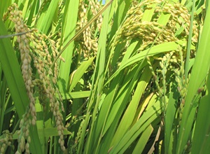 복조리 찰메쌀,지역특산물,국내여행